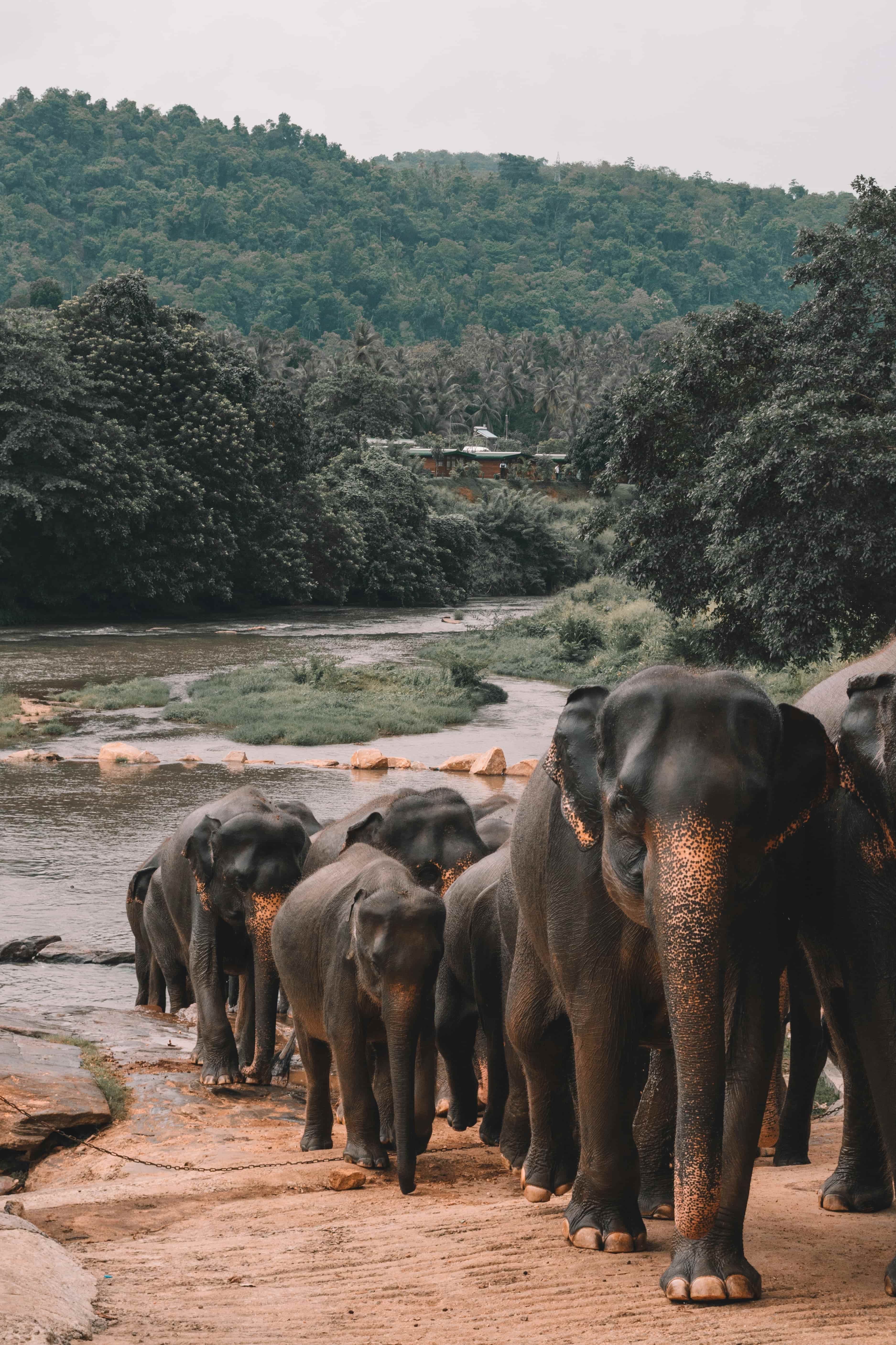 12-Day Grand Sri Lanka Adventure